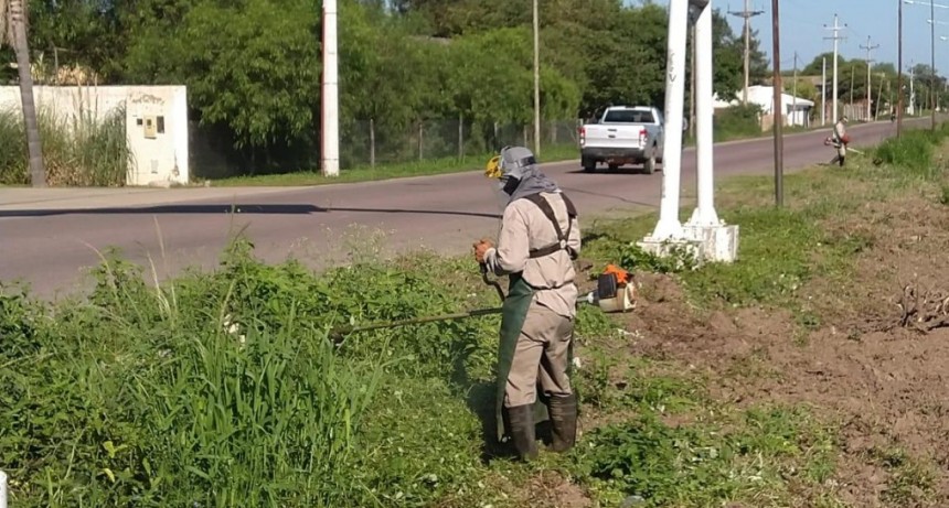 Intensifican las tareas de desmalezamiento en los barrios de la ciudad