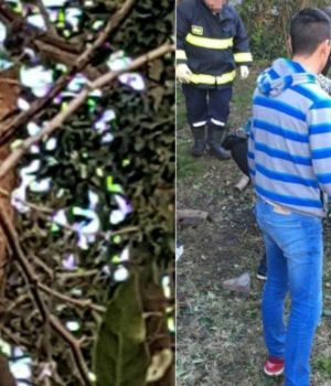 Hallan a puma en un &aacute;rbol de Maip&uacute;