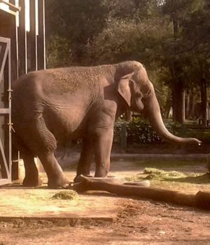 Para llorar: la triste historia de la elefanta Pelusa