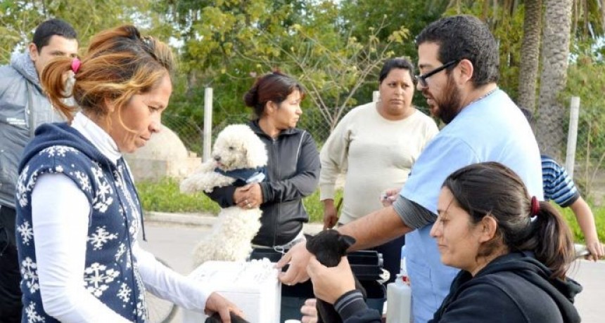El municipio entregar&aacute; turnos para castraciones a bajo costo de perros y gatos