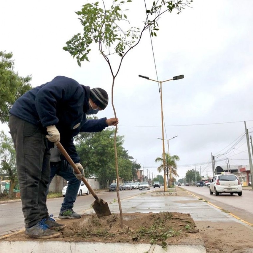 El municipio bande&ntilde;o refuerza la forestaci&oacute;n en toda la ciudad
