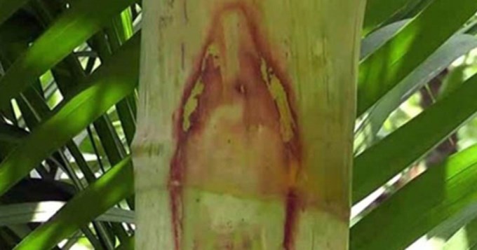 Misterio por imagen de Virgen en una palmera