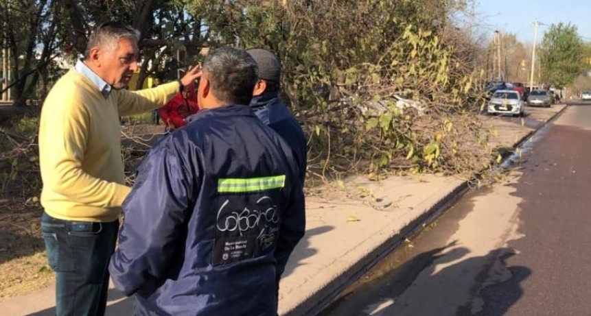 Nediani acompa&ntilde;&oacute; los trabajos que se realizan de Arbolado Urbano en la ciudad