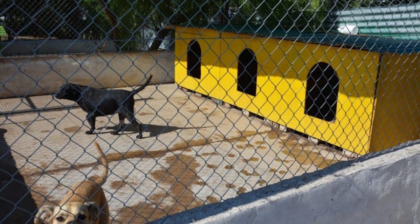 MALVIVIENTES ROBARON EN EL CENTRO DE SANIDAD ANIMAL Y CAUSARON LA MUERTE DE AL MENOS DOS PERROS