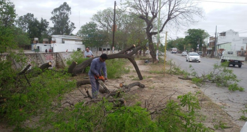  Intenso trabajo municipal por la ca&iacute;da de ramas a causa del viento