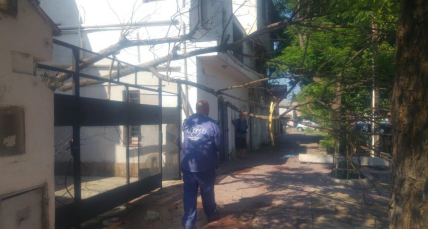 El municipio respondi&oacute; r&aacute;pidamente a pedidos de vecinos ante la ca&iacute;da de un &aacute;rbol