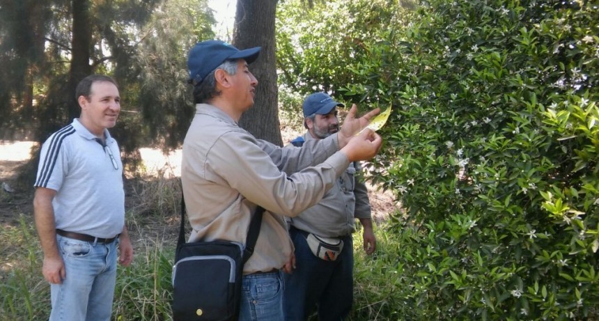 El municipio realiza controles en plantas de c&iacute;tricos del centro de la ciudad