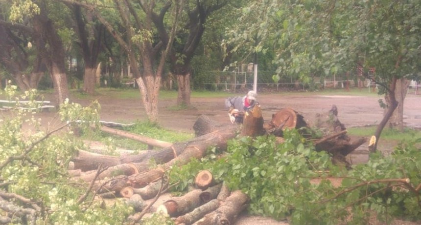 Personal de Parques y Paseos retir&oacute; ramas ca&iacute;das en la autopista
