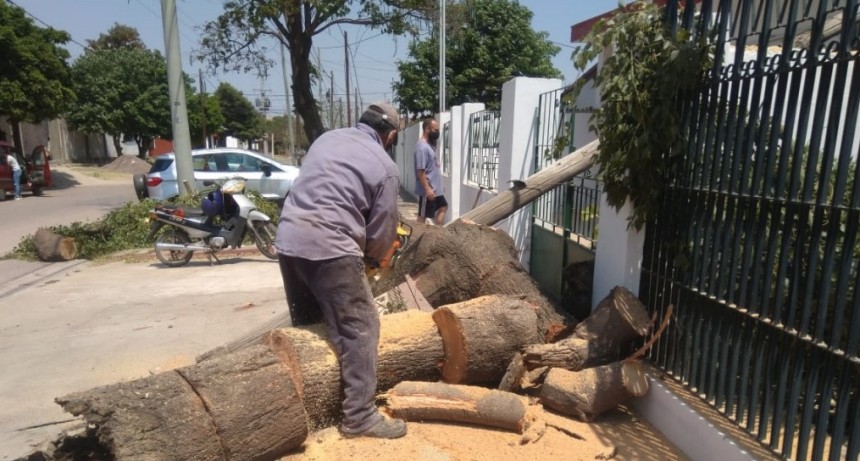 Empleados municipales asistieron a una familia por la ca&iacute;da de un &aacute;rbol de grandes dimensiones*   