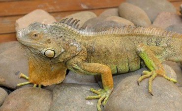 Autorizan en Santiago la matanza de iguanas para la venta de cueros