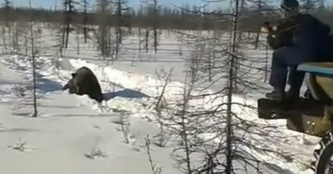 Barredora de nieve atropella y mata a oso por diversi&oacute;n